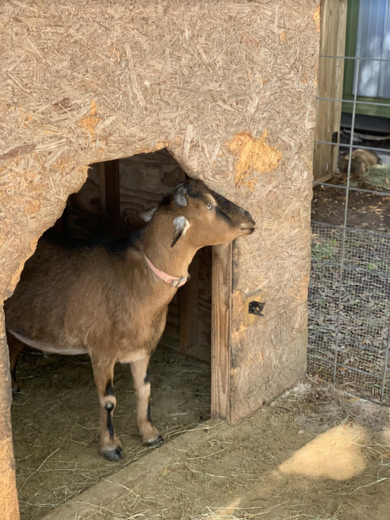 Goat at a Dude Ranch
