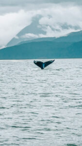 Juneau Whale Watching