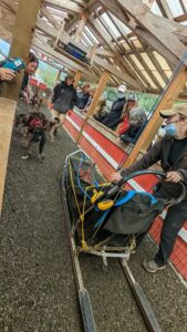 Sled dogs Skagway