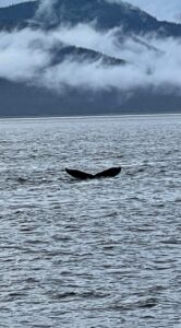 Whale Watching Alaska Alaskan Adventure with Royal Caribbean