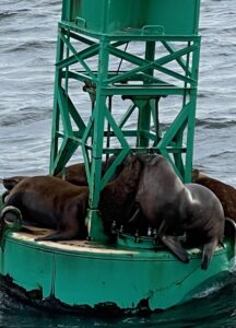 Sea Lions Alaska Alaskan Adventure with Royal Caribbean