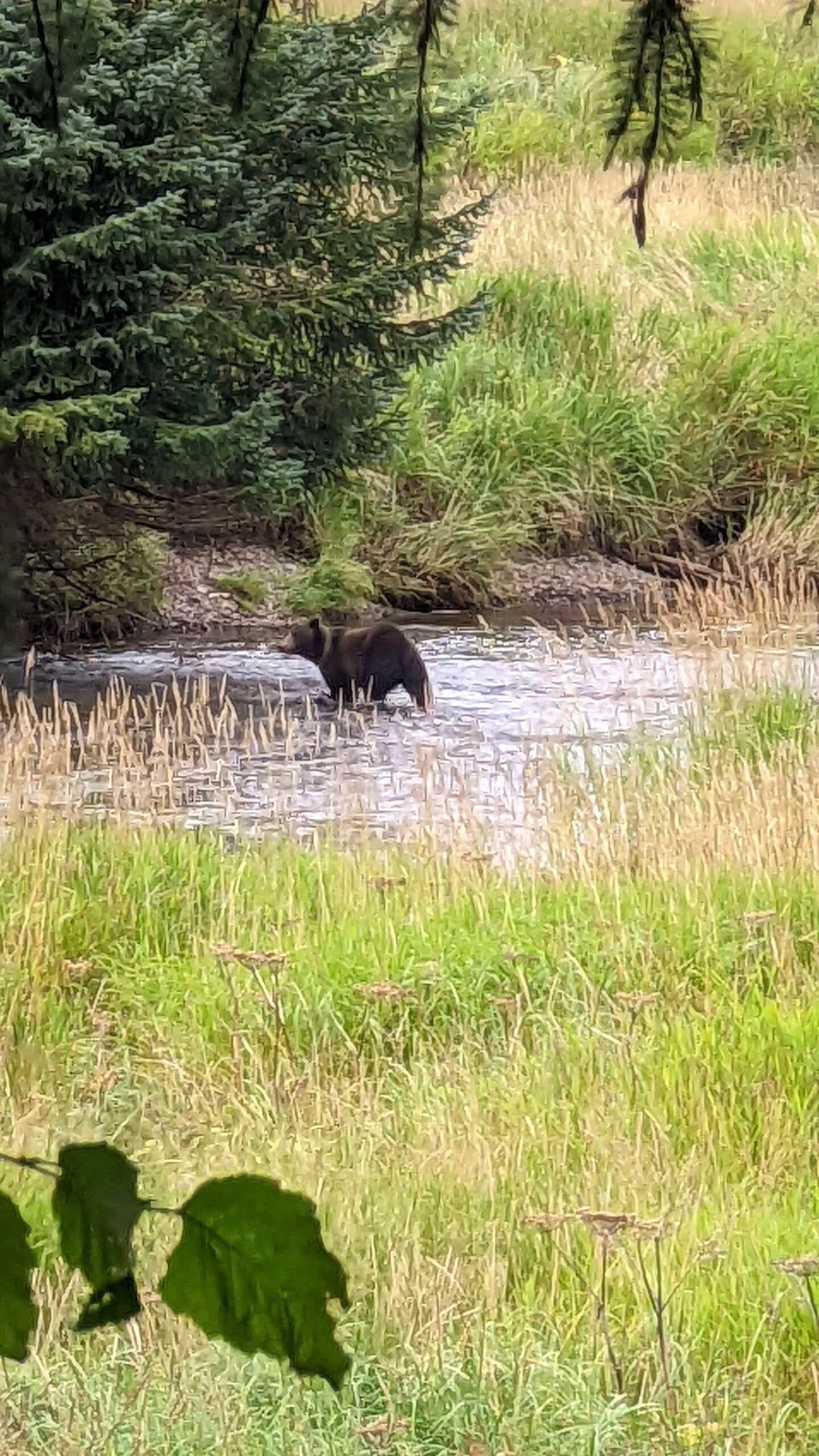 Day 5 of My Alaskan Cruise Bears