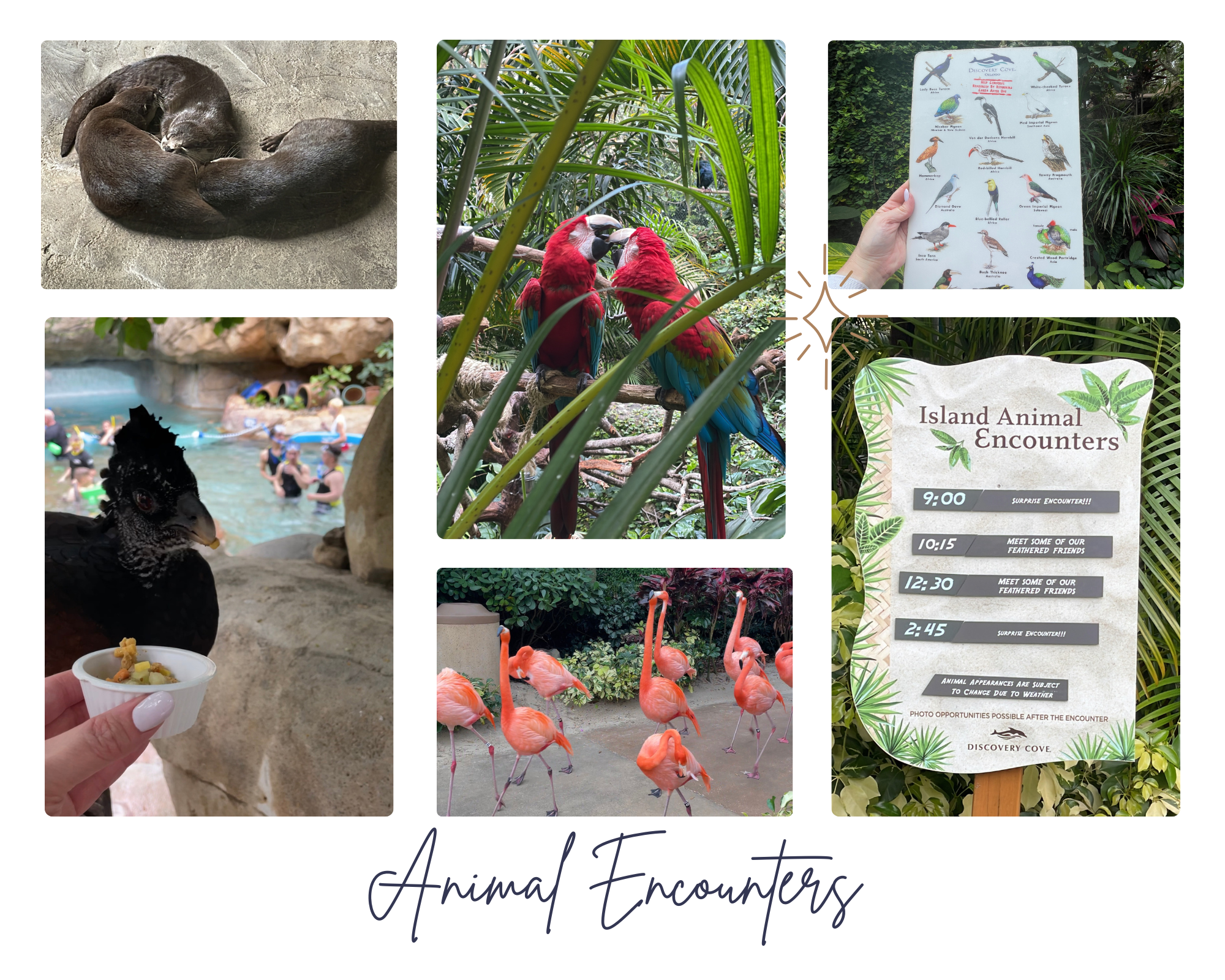 Discovery Cove Animal Encounters