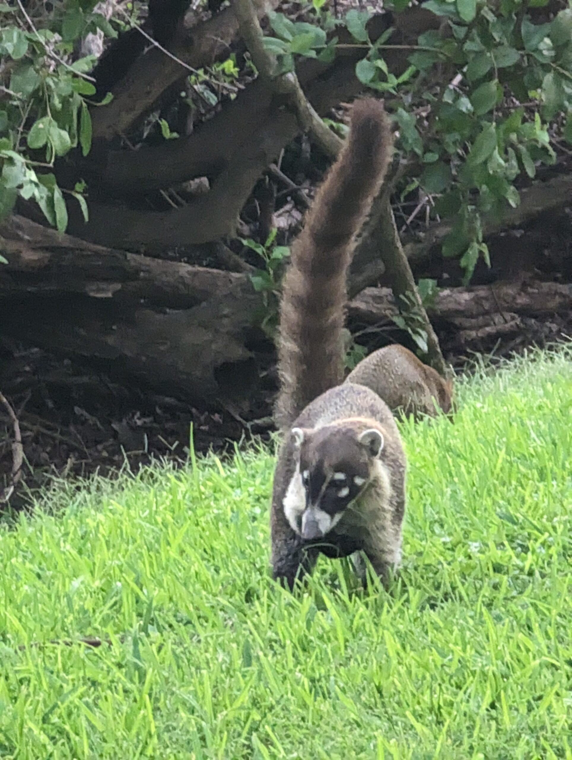 Coatis