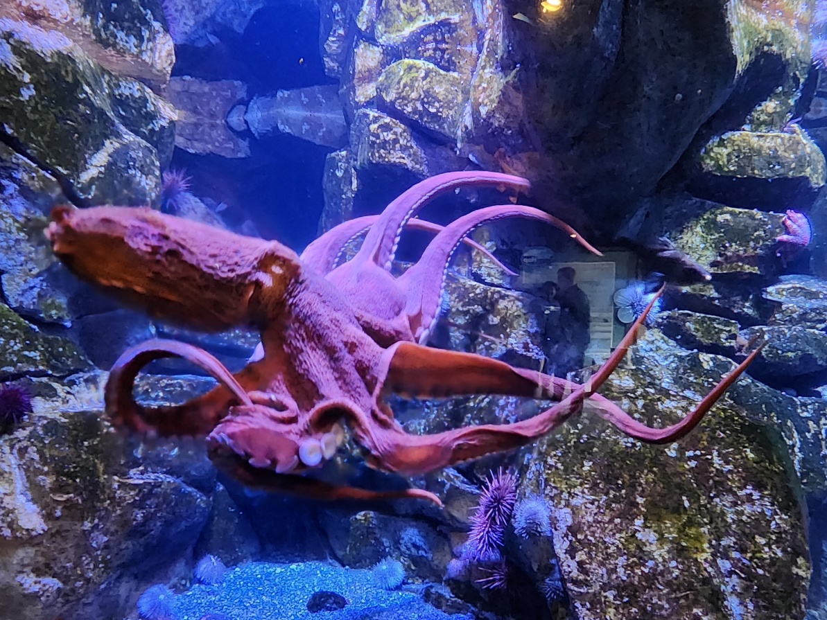 Octopus Alaska SeaLife Center Alaskan Land Tour