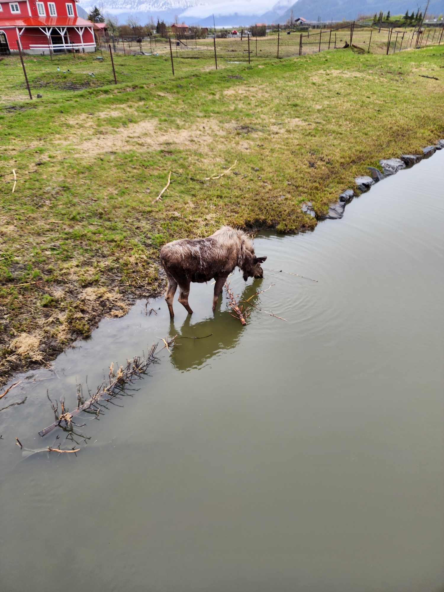 Moose WildLife Conservation Center Alaskan Land Tour