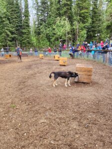 Trail Breaker Kennel dog sledding