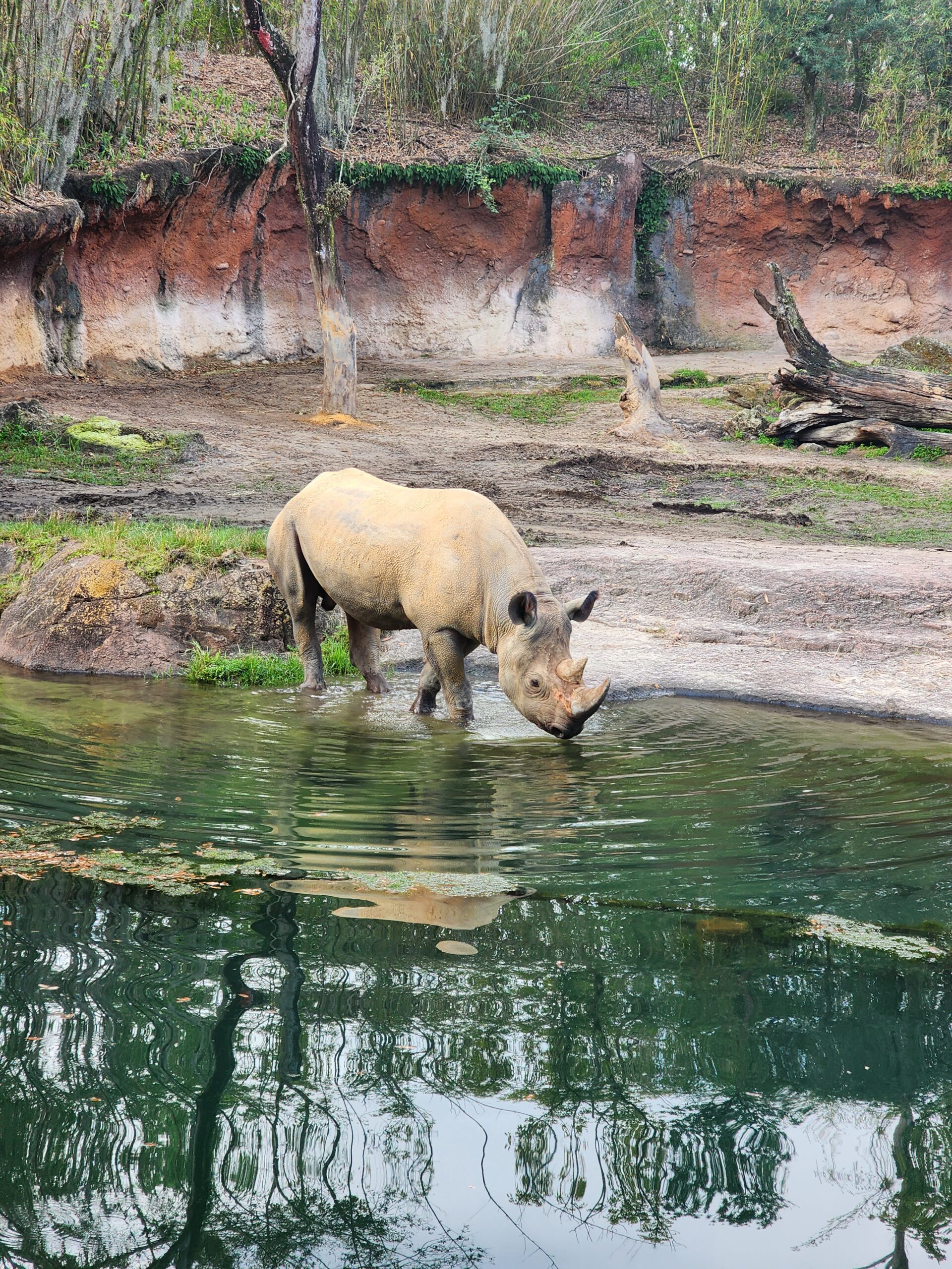 Rhino Kilimanjaro Safaris