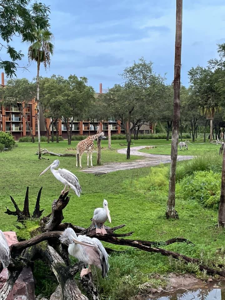 Animal Kingdom Lodge