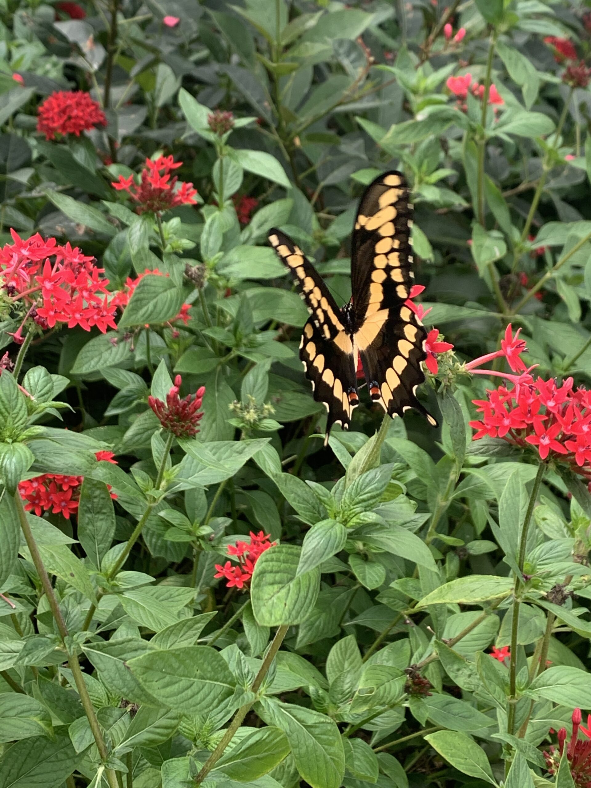 Butterfly 2024 EPCOT International Flower & Garden Festival