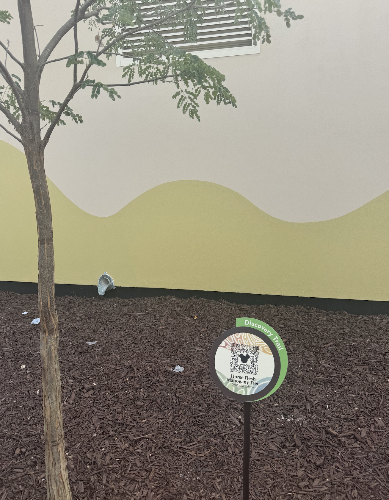 Activities at Lookout Cay