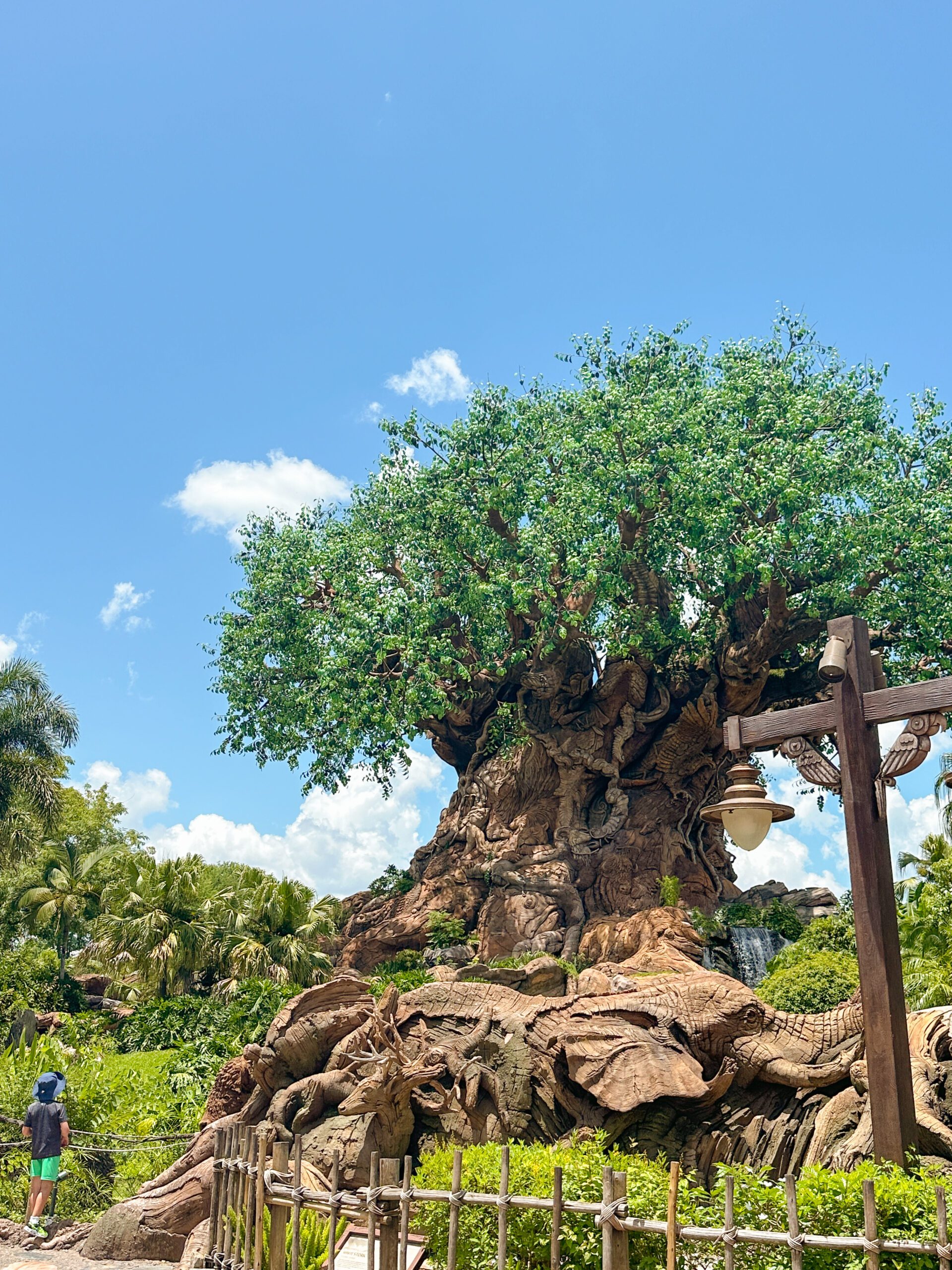 Animal Kingdom in summer Summer at Disney World