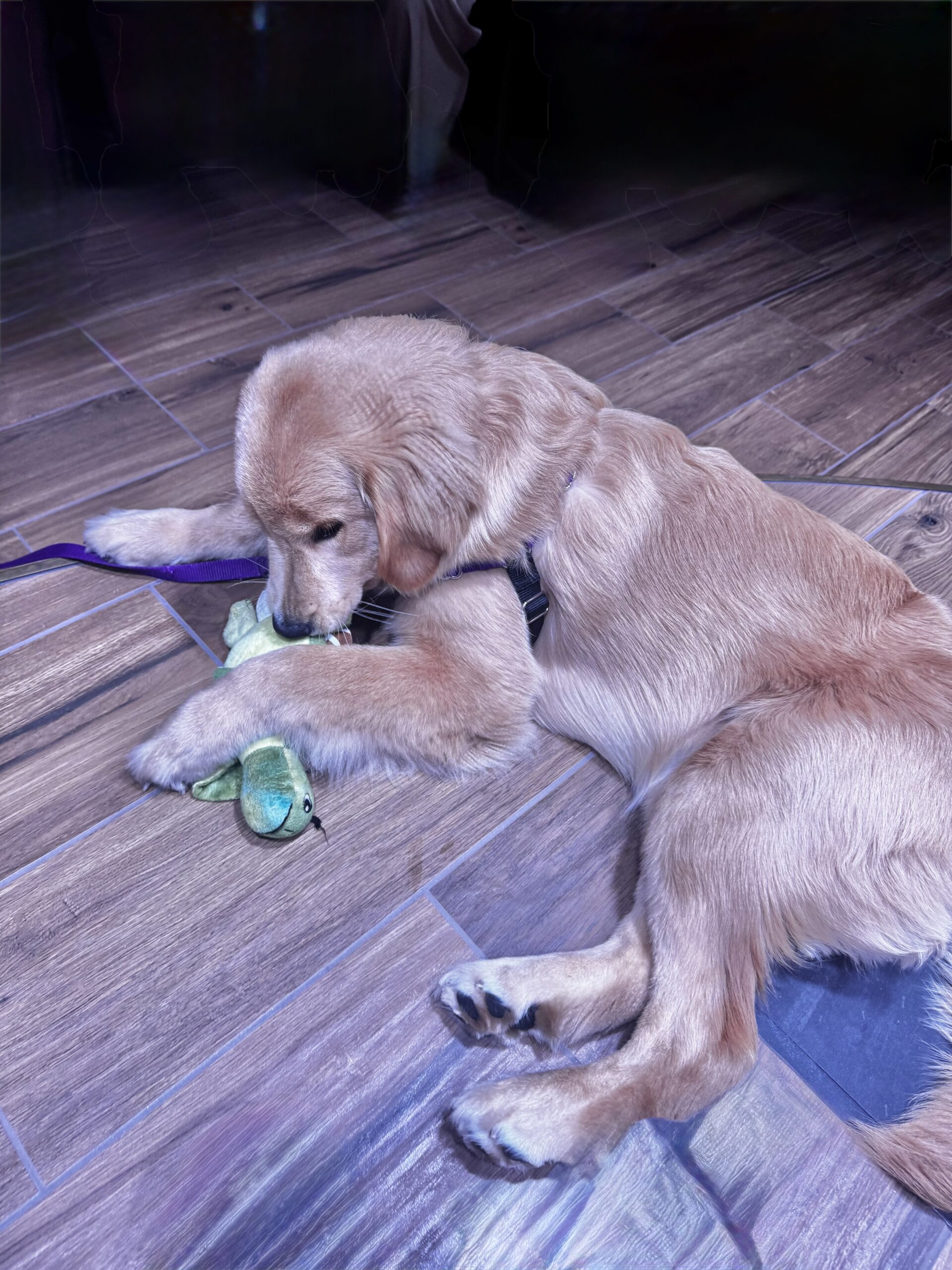 Meet Sailor: The Beloved Pup Aboard Star of the Seas