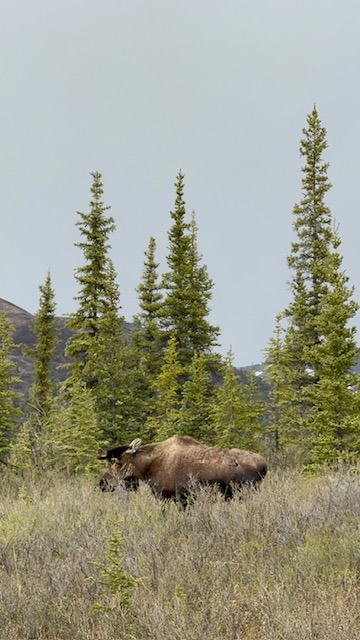 What to Expect from a Royal Caribbean Land + Sea Cruisetour in Alaska