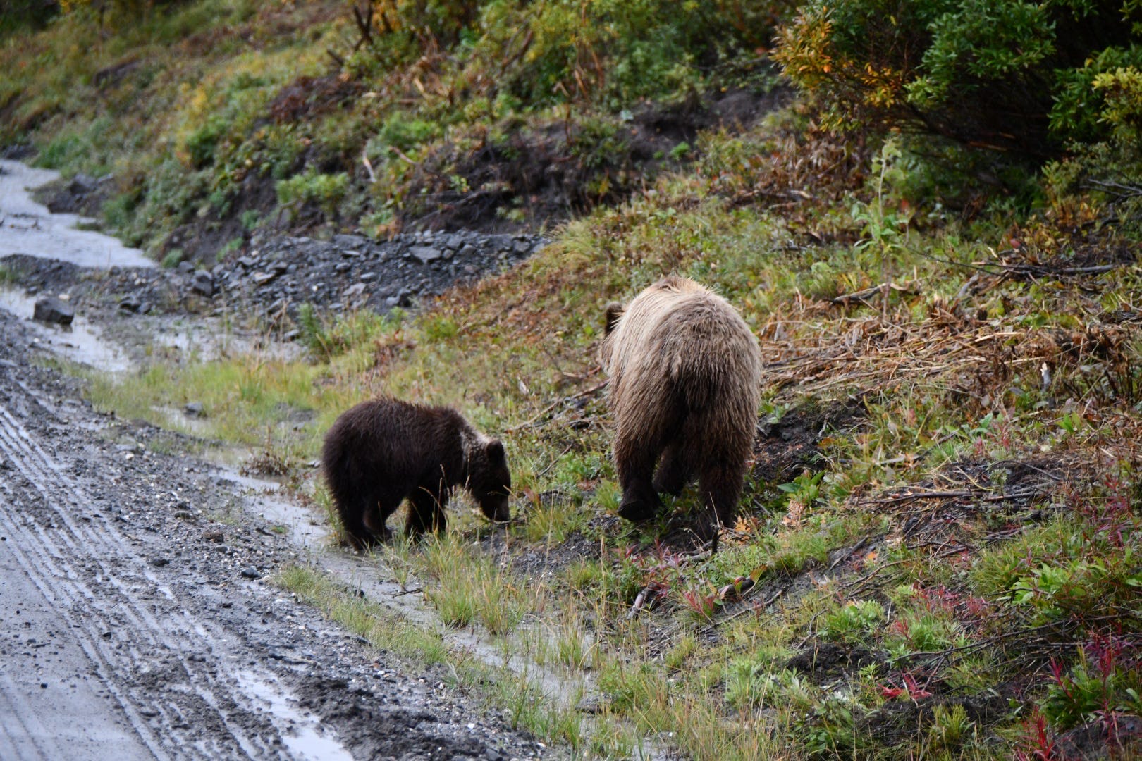 Exploring Alaska with Princess Cruise Line’s Land Tour