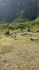 A Day at Kualoa Ranch Kong