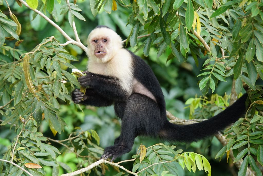 Adventures by Disney Costa Rica Review: A Stress-Free Family Adventure