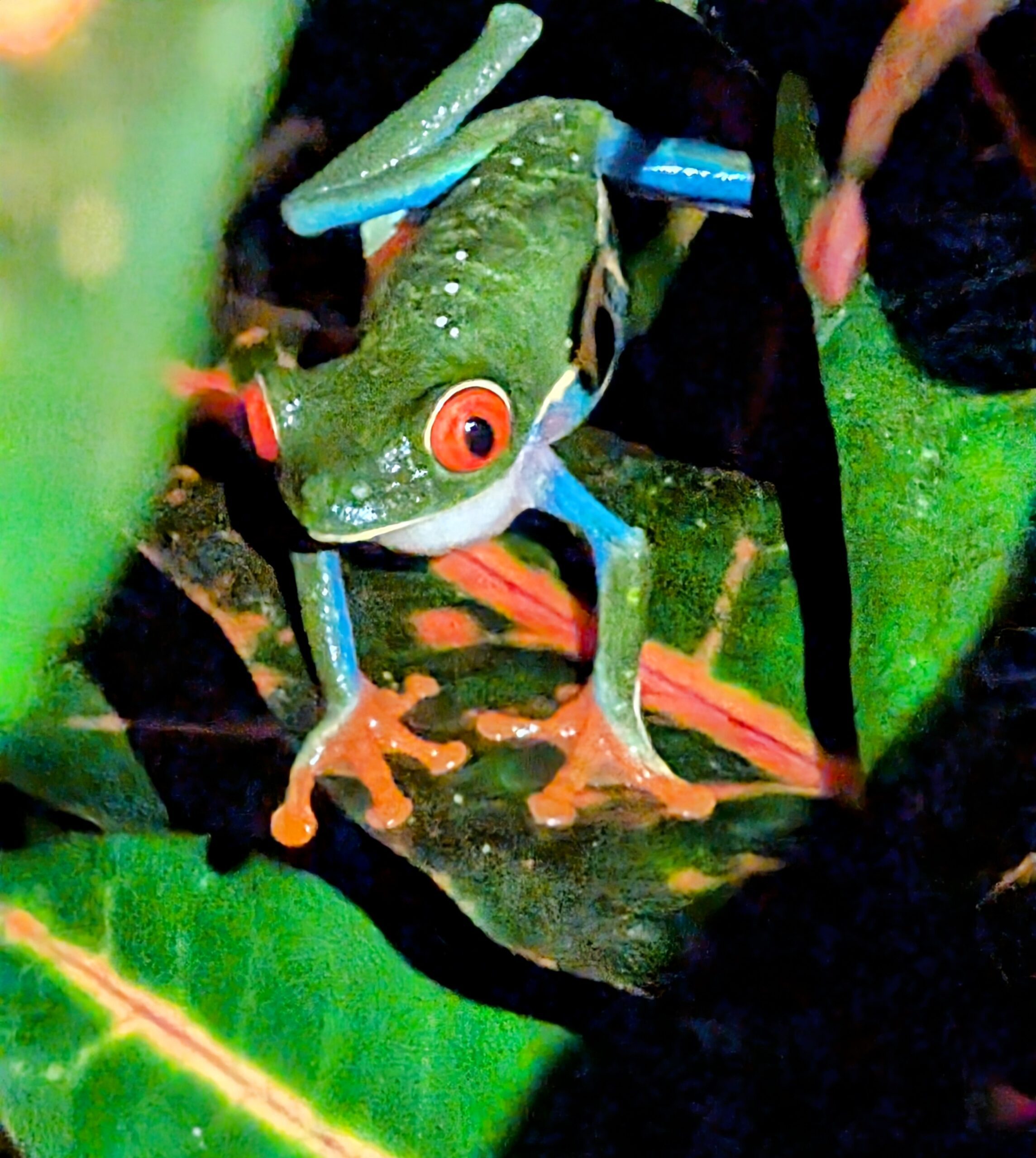 Adventures by Disney Costa Rica Review: A Stress-Free Family Adventure Tree Frogs
