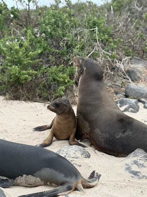 Wildlife Encounters in the Galápagos sea lions