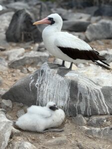 Wildlife Encounters in the Galápagos