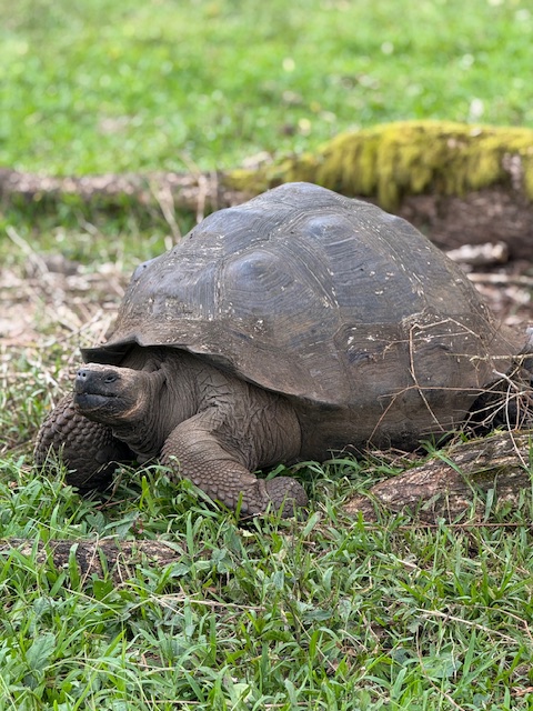Wildlife Encounters in the Galápagos giant tortoises