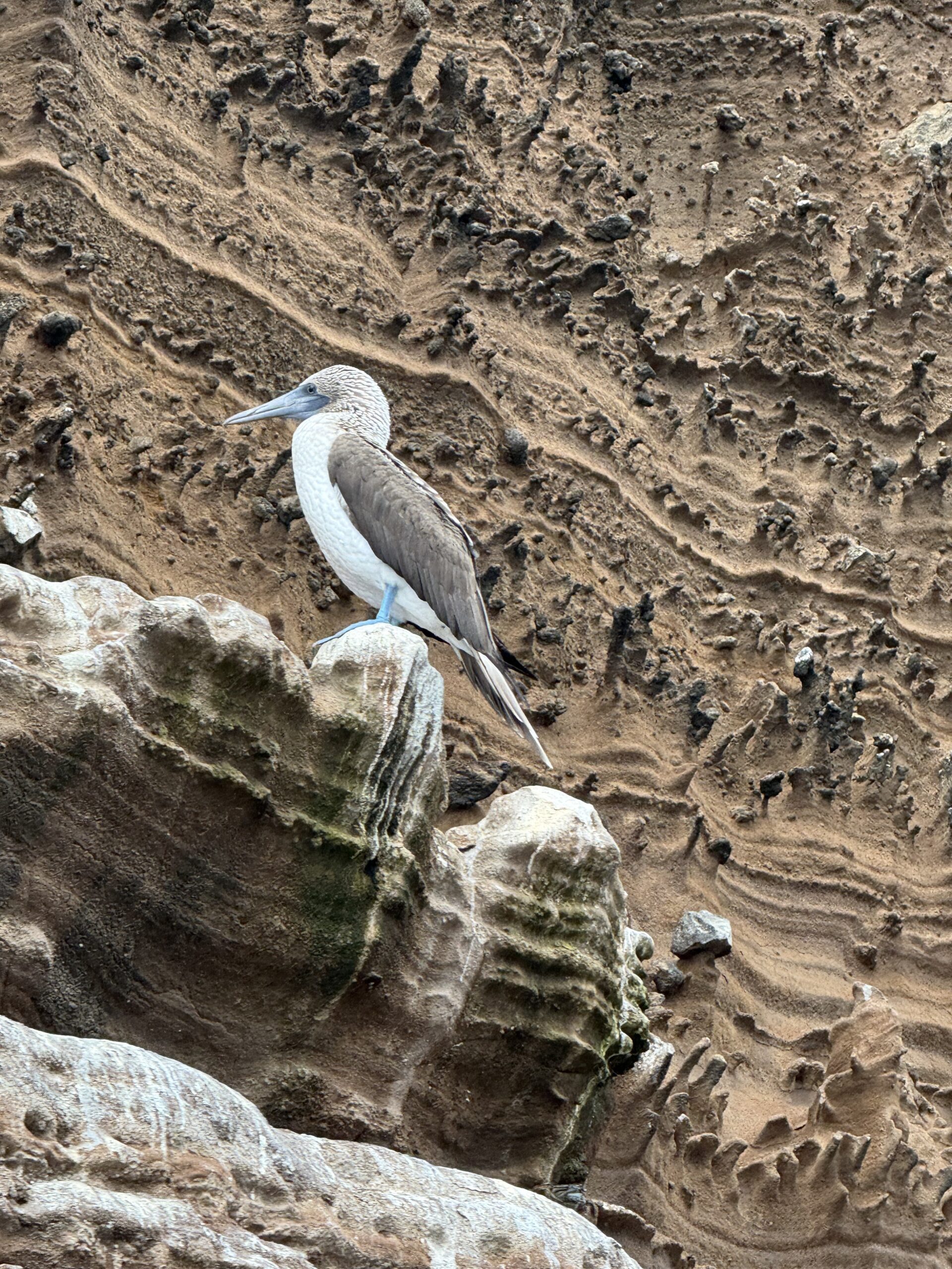 My Week on the National Geographic Endeavour II